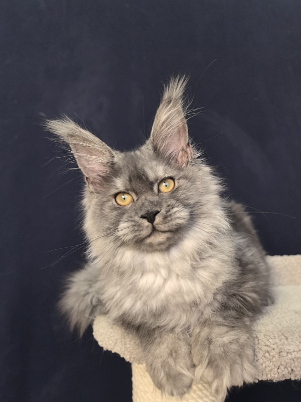 Java Cat Akbars - Kitten maine-coon 4 months 1.5 week