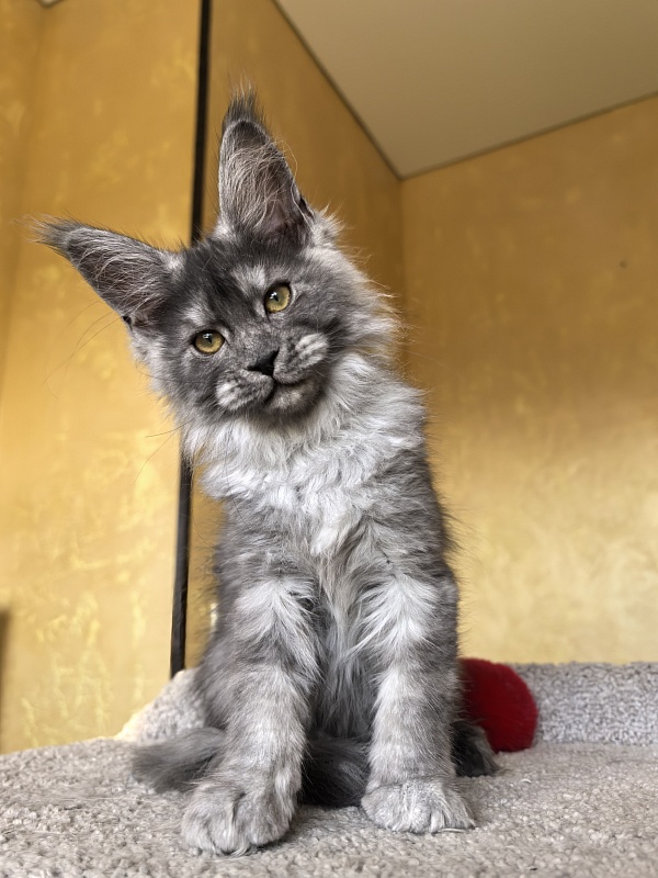 Java Cat Akbars - Kitten maine-coon 3 months