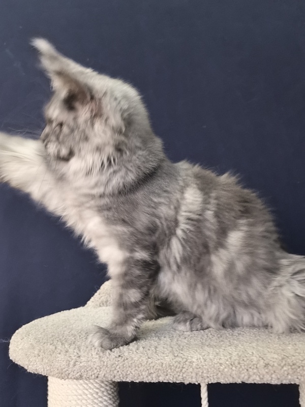 Java Cat Akbars - Kitten maine-coon 4 months 1.5 week