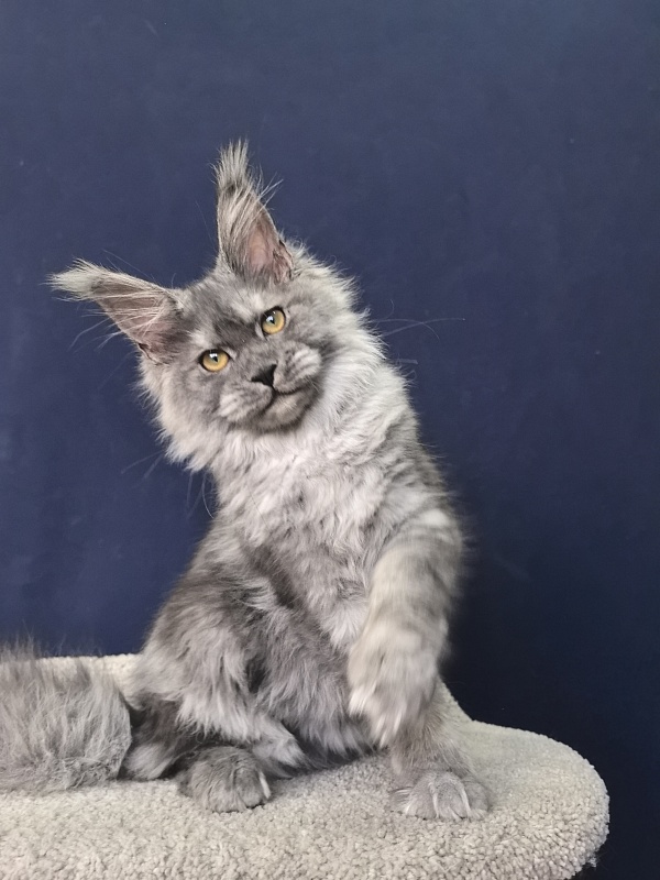 Java Cat Akbars - Kitten maine-coon 4 months 1.5 week