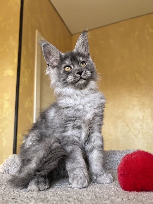 Java Cat Akbars - Kitten maine-coon 3 months