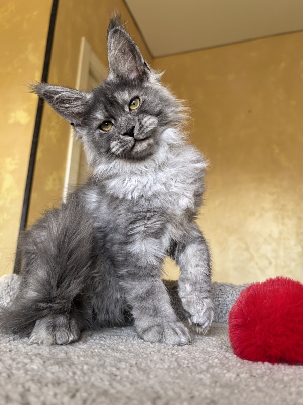 Java Cat Akbars - Kitten maine-coon 3 months