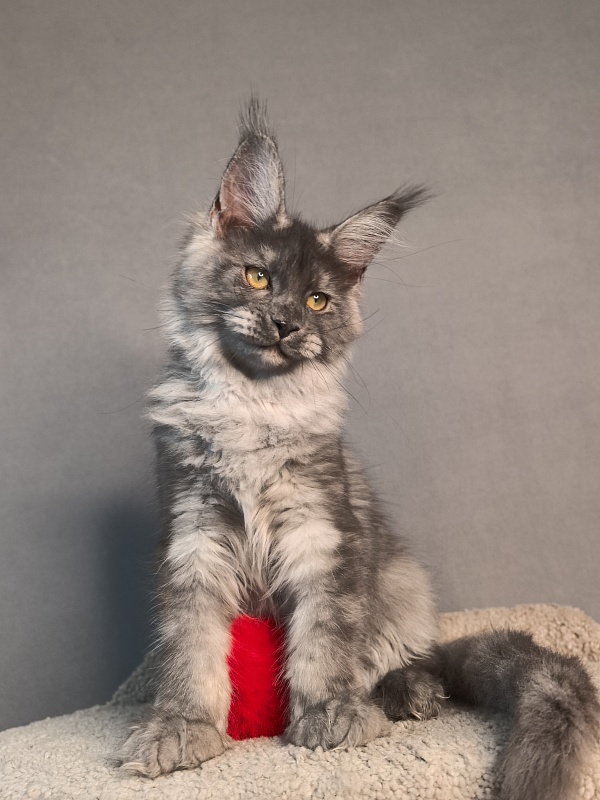 Java Cat Akbars - Kitten maine-coon 3 months 3 weeks