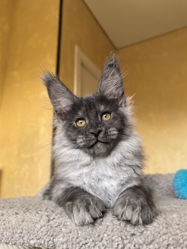 Jamaica Cat Akbars - Kitten maine-coon 3 months