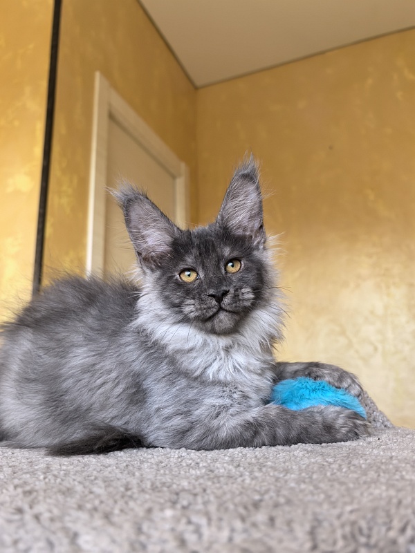 Jamaica Cat Akbars - Kitten maine-coon 3 months