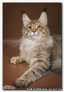 Bliss from Lukoshkino - maine-coon
