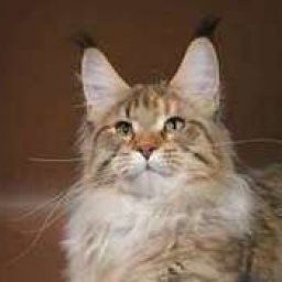 Bliss from Lukoshkino