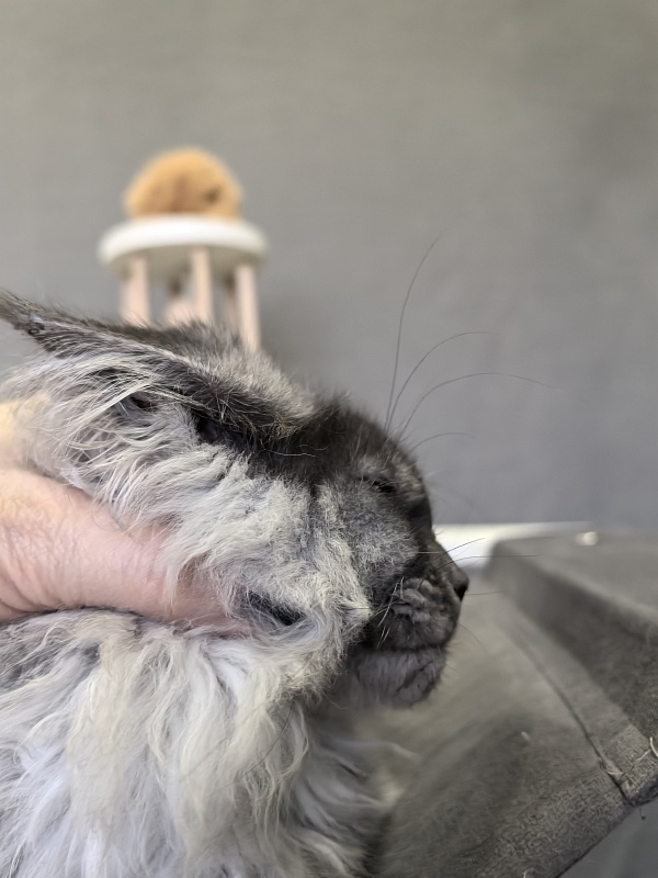 Julia Cat Akbars - Kitten maine-coon 3 months