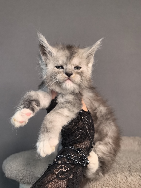 Leo Me Akbars - Kitten maine-coon