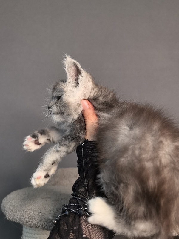 Leo Me Akbars - Kitten maine-coon