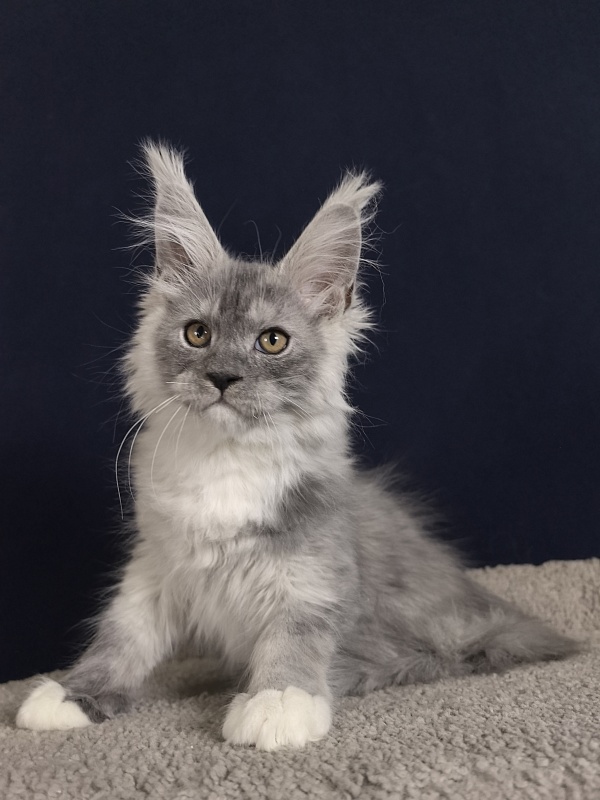 Leo Me Akbars - Kitten maine-coon 2 months 0.5 weeks