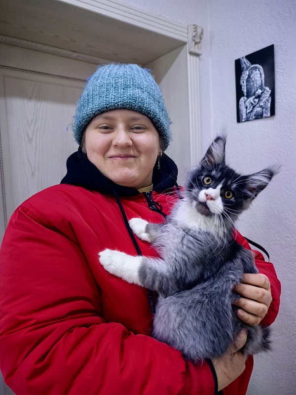 Loy Cat  Akbars - Kitten maine-coon 2 months 2 weeks