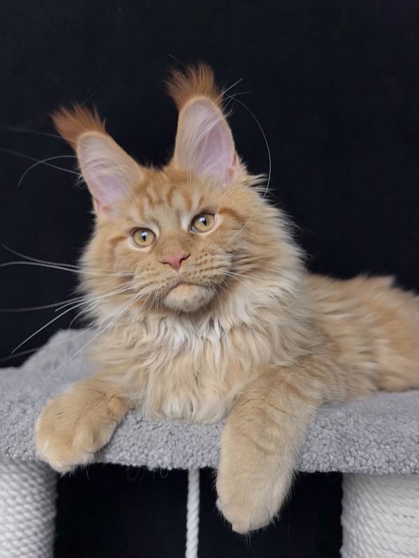 Malik  Akbars - Kitten maine-coon 4 months 4 weeks