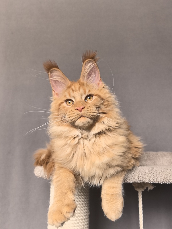 Malik  Akbars - Kitten maine-coon 4 months 2 weeks