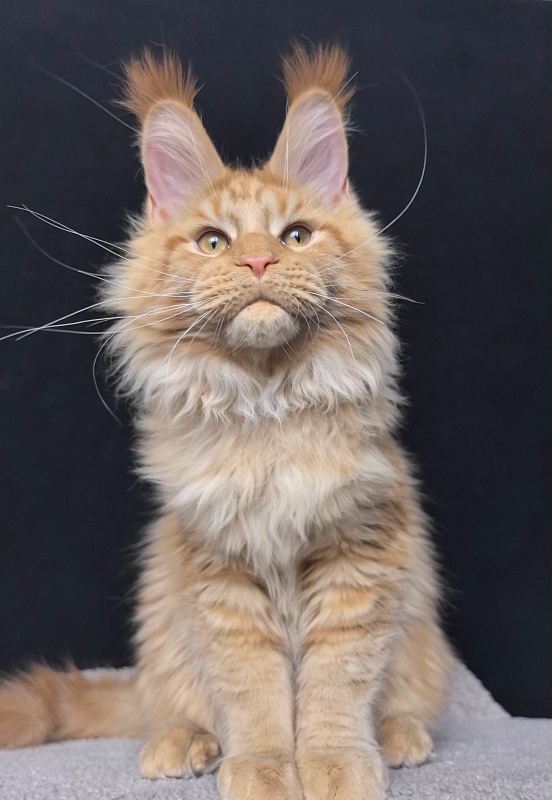 Malik  Akbars - Kitten maine-coon 4 months 4 weeks