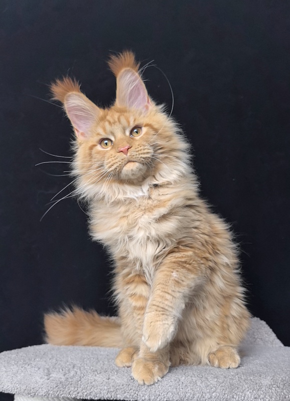 Malik  Akbars - Kitten maine-coon 4 months 4 weeks