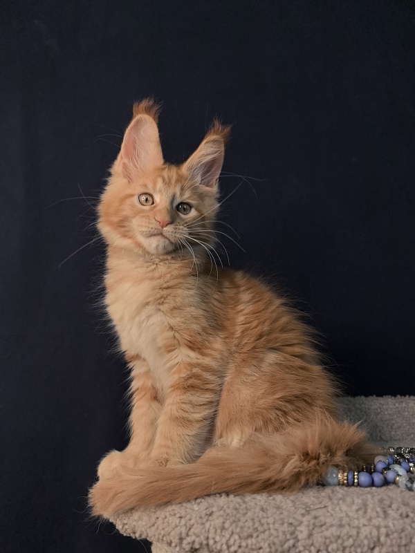 Mike Akbars - Kitten maine-coon 2 months