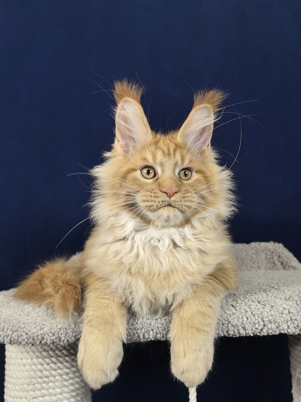 Malik  Akbars - Kitten maine-coon 3 months 4 weeks
