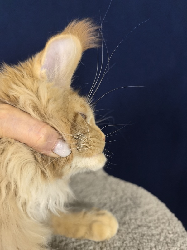 Malik  Akbars - Kitten maine-coon 3 months 4 weeks