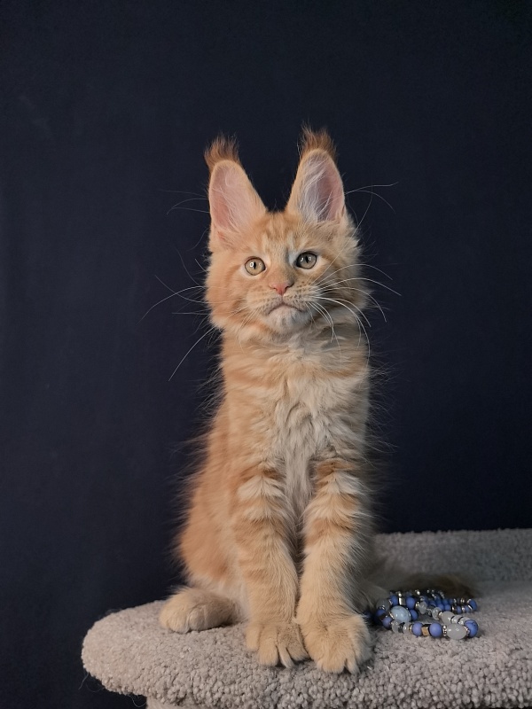 Mike Akbars - Kitten maine-coon 2 months
