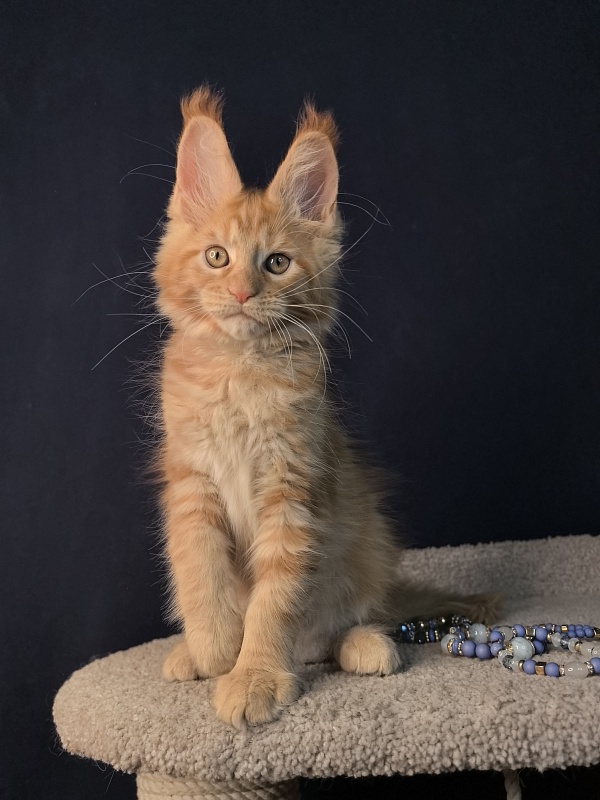 Mike Akbars - Kitten maine-coon 2 months