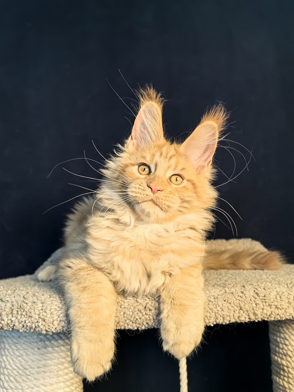 Mike Akbars - Kitten maine-coon 3 months 1 week