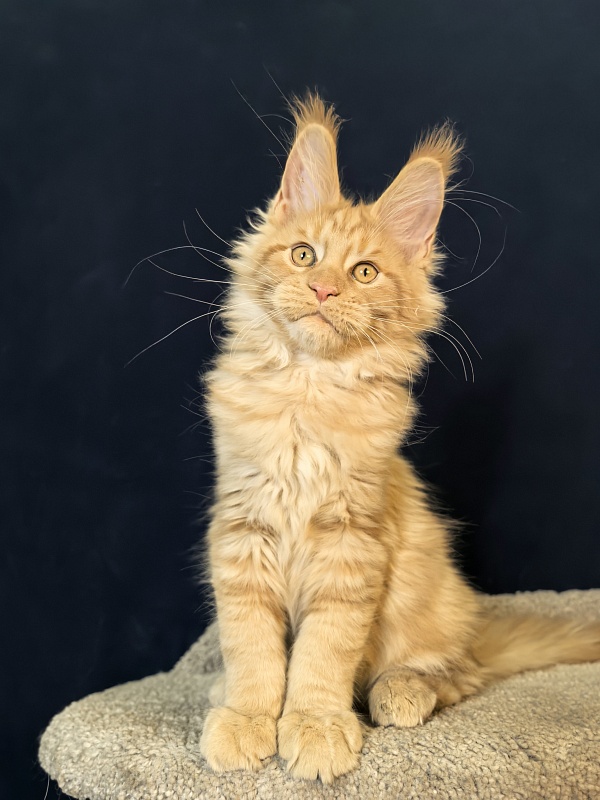 Mike Akbars - Kitten maine-coon 3 months 1 week