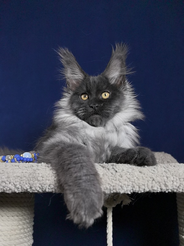 Marseille Akbars - Kitten maine-coon 3 months 1 week