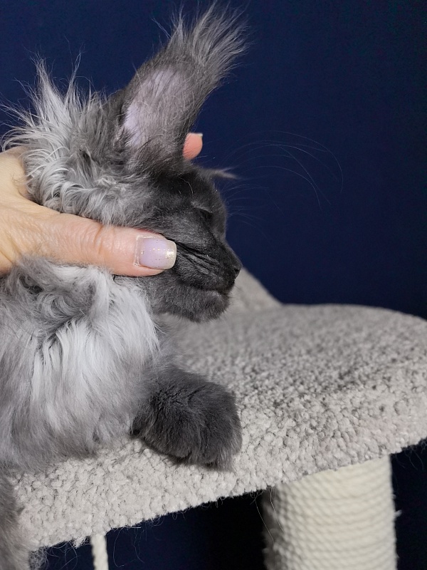 Marseille Akbars - Kitten maine-coon 3 months 1 week