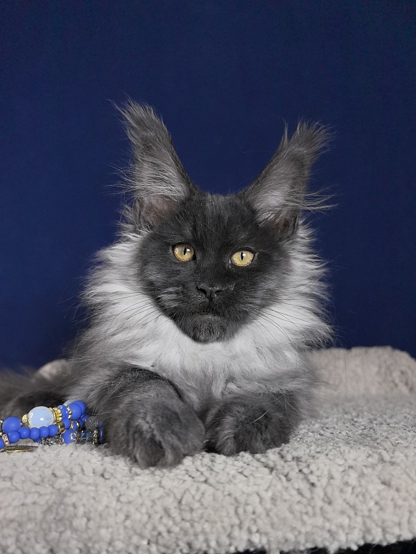 Marseille Akbars - Kitten maine-coon 3 months 1 week