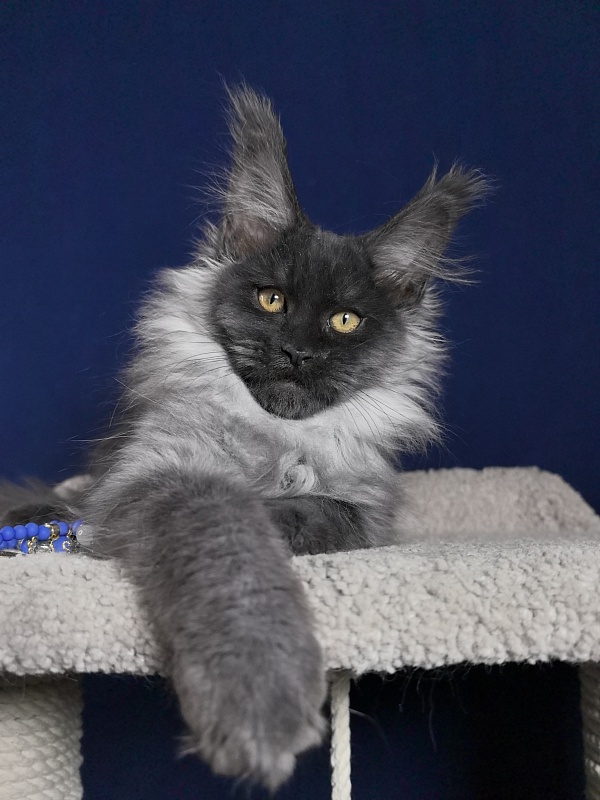 Marseille Akbars - Kitten maine-coon 3 months 1 week