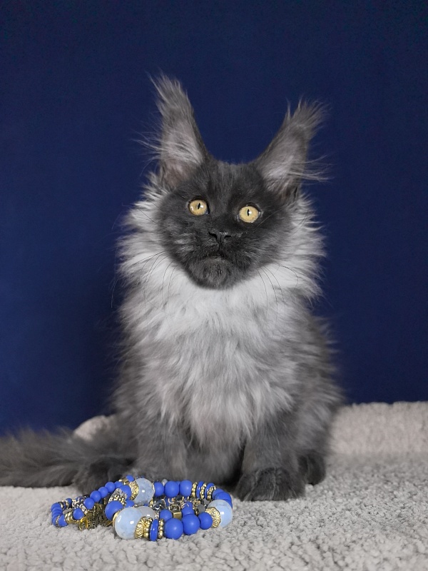 Marseille Akbars - Kitten maine-coon 3 months 1 week