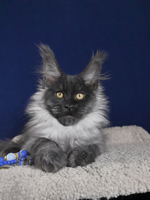 Marseille Akbars - Kitten maine-coon 3 months 1 week