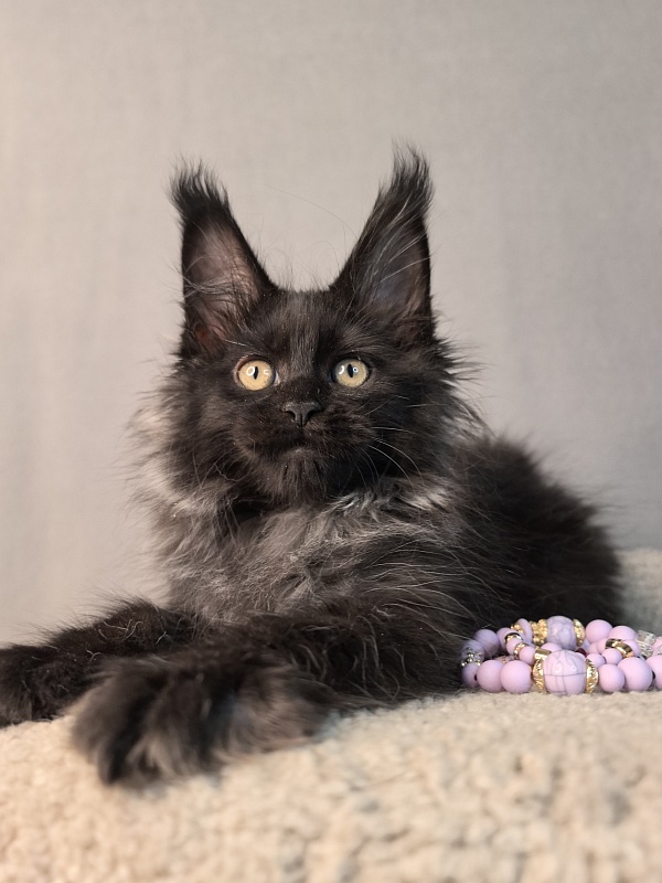 Misty Akbars - Kitten maine-coon 2 months 1.5 week