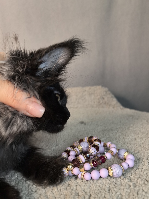 Misty Akbars - Kitten maine-coon 2 months 1.5 week