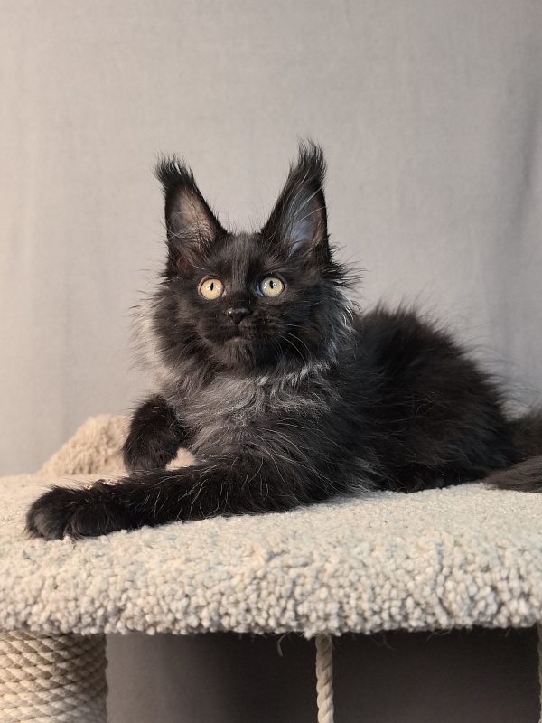 Misty Akbars - Kitten maine-coon 2 months 1.5 week