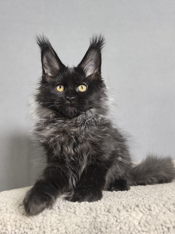 Misty Akbars - Kitten maine-coon 3 months 0.5 weeks