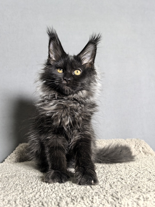 Misty Akbars - Kitten maine-coon 3 months 0.5 weeks