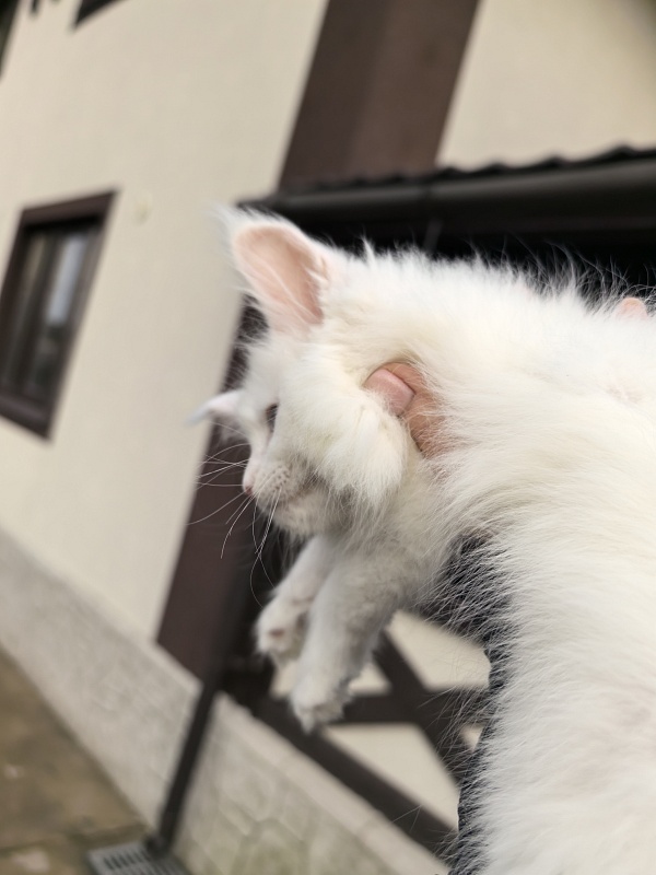 Malta Akbars - Kitten maine-coon 1 month 2.5 weeks