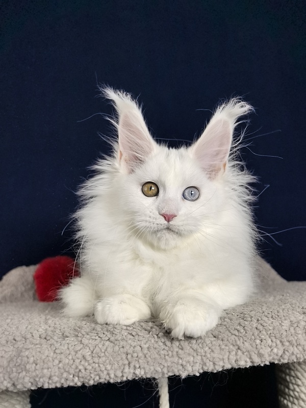 Malta Akbars - Kitten maine-coon 3 months 1 week