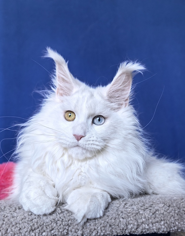 Malta Akbars - Kitten maine-coon 6 months 2 weeks