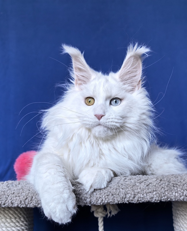 Malta Akbars - Kitten maine-coon 6 months 2 weeks