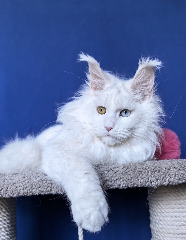 Malta Akbars - Kitten maine-coon 6 months 2 weeks