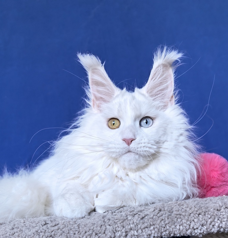 Malta Akbars - Kitten maine-coon 6 months 2 weeks