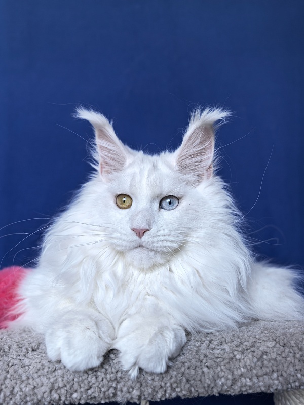 Malta Akbars - Kitten maine-coon 6 months 2 weeks