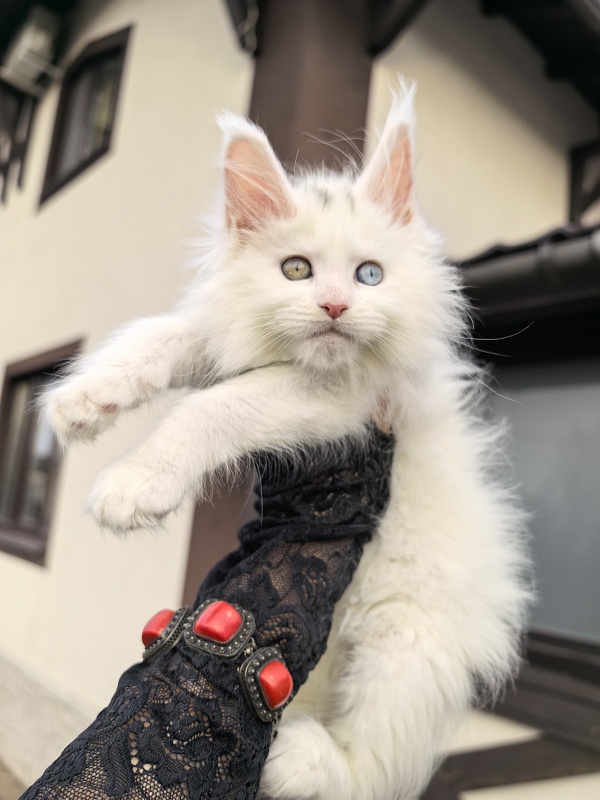 Malta Akbars - Kitten maine-coon 1 month 2.5 weeks