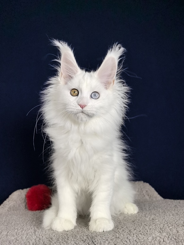 Malta Akbars - Kitten maine-coon 3 months 1 week