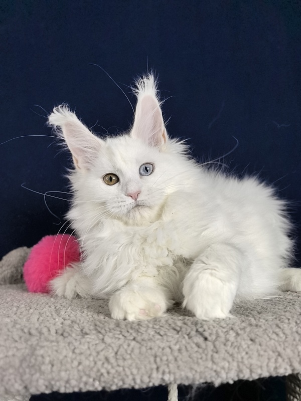 Michelle Akbars - Kitten maine-coon 3 months 1 week