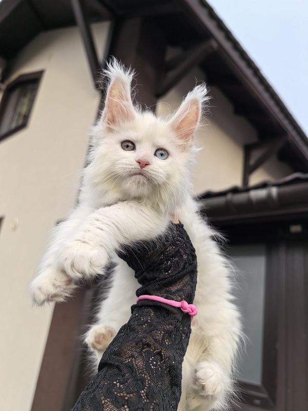 Michelle Akbars - Kitten maine-coon 1 month 2.5 weeks