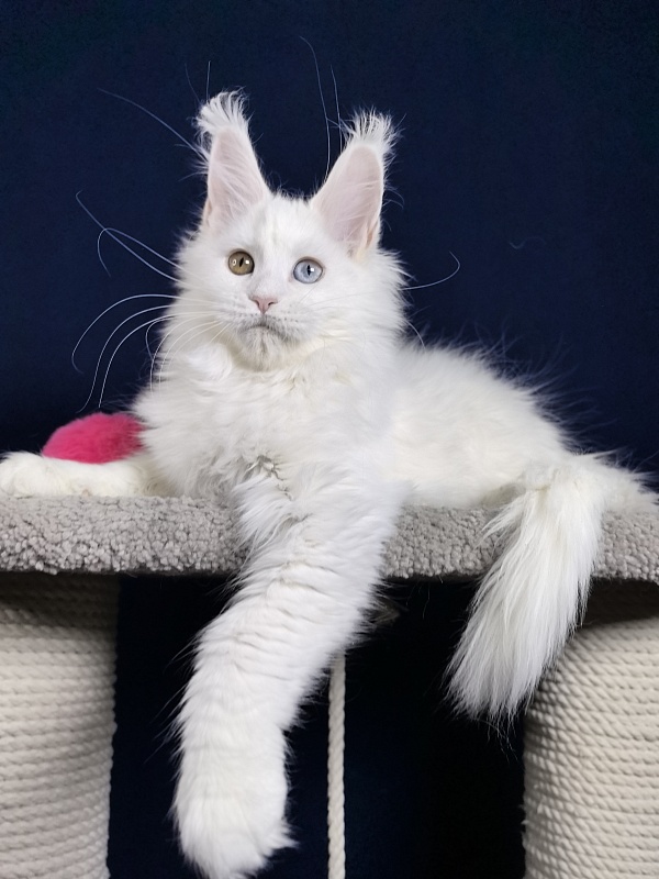 Michelle Akbars - Kitten maine-coon 3 months 1 week